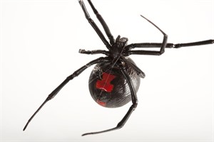 Black Widow Spiders 01